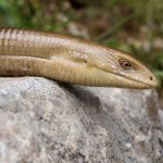 Esemplare adulto, riconoscibile dal colore  bruno-giallognolo - Foto F. Crovetto 